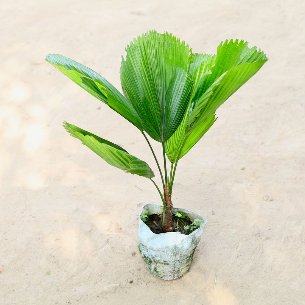 Free Next Day Delivery Coconut Plant in 10 Inch Nursery bag