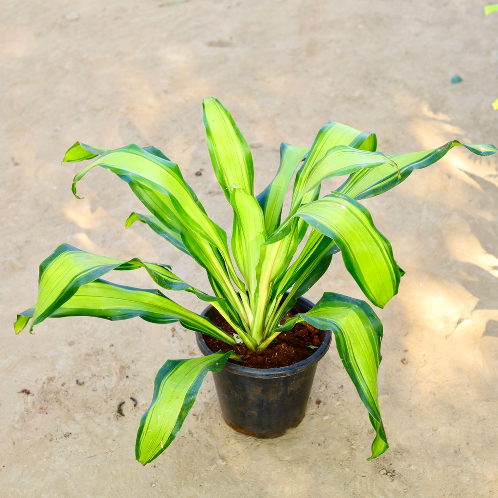 Free Next Day Delivery Dracaena Victoria in 8 Inch Nursery Pot