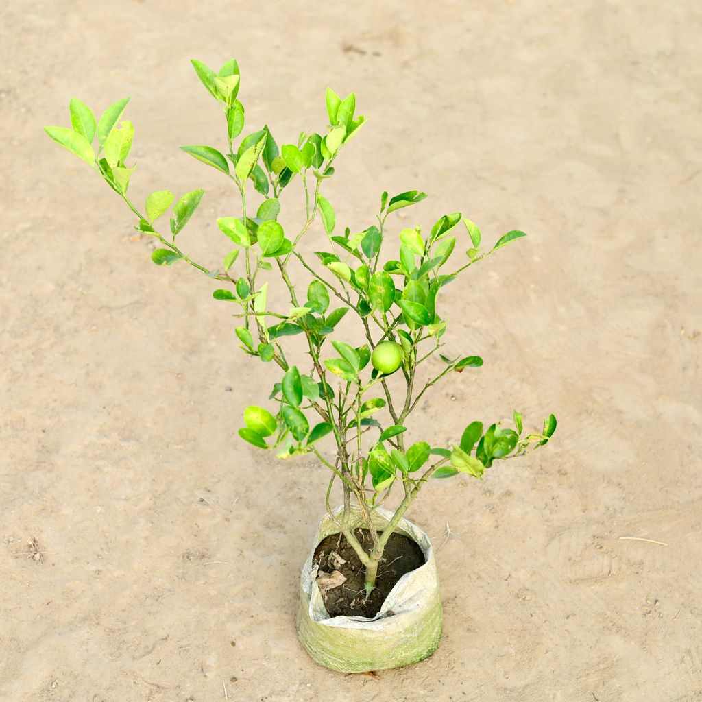 Free Next Day Delivery Nimboo / Lemon Plant in 10 Inch Nursery bag