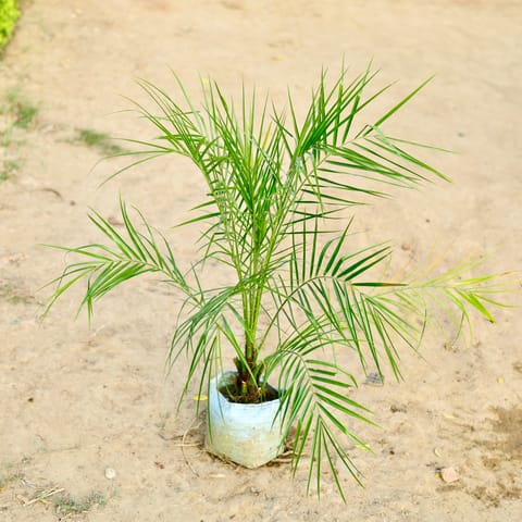 Phoenix Palm in 8 Inch Nursery bag