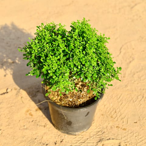Table Kamini in 6 Inch Nursery Pot