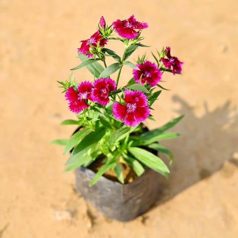 Dianthus (Any Colour) in 4 Inch Nursery Bag