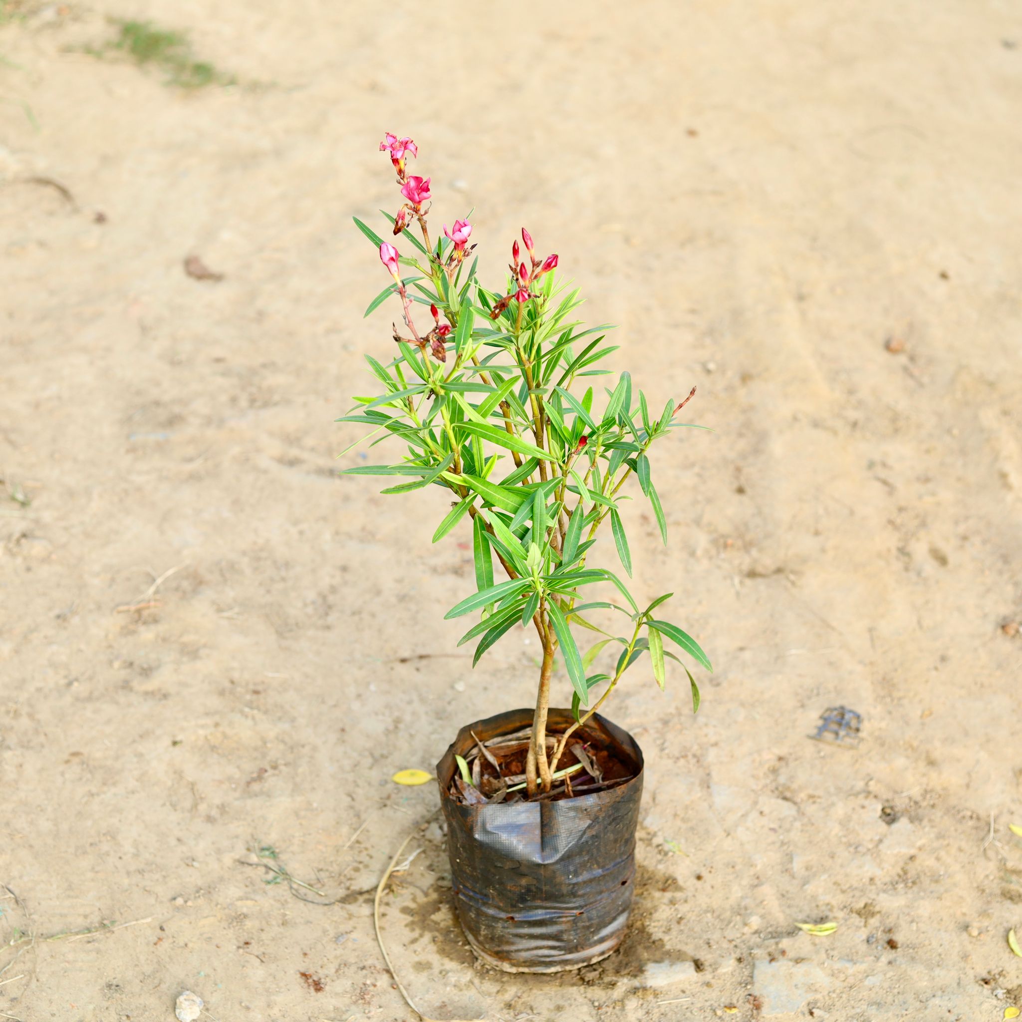 Kaner / Oleander (Any Colour) in 8 Inch Nursery bag