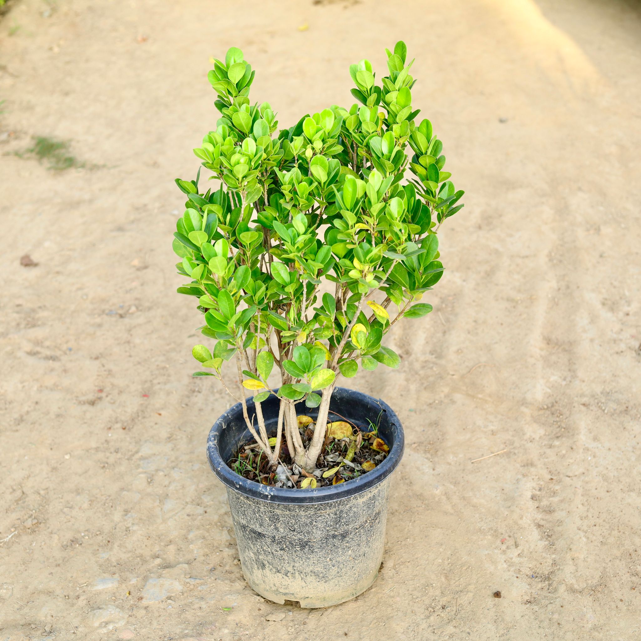 Ficus Moclaim (~ 2 Ft) in 12 Inch Nursery Pot
