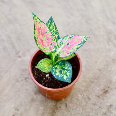 Aglonema Pink Seedling Plant in 4 Inch Nursery Pot