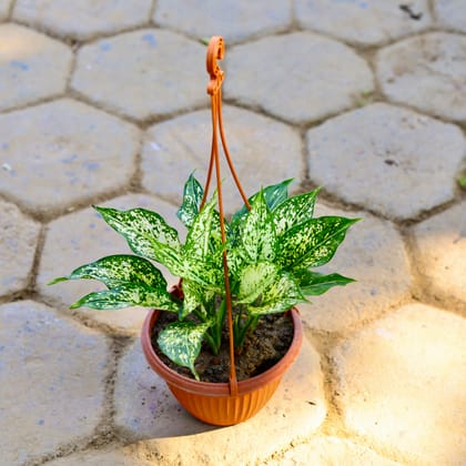 Buy Algonema Snow White in 6 Inch Hanging Basket Online | Urvann.com