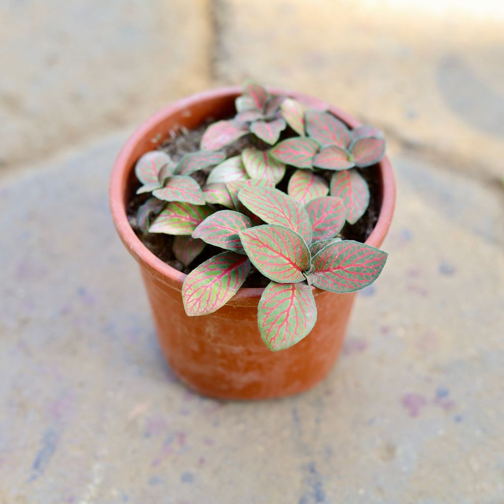Free Next Day Delivery Fittonia / Nerve Plant in 4 Inch Nursery Pot
