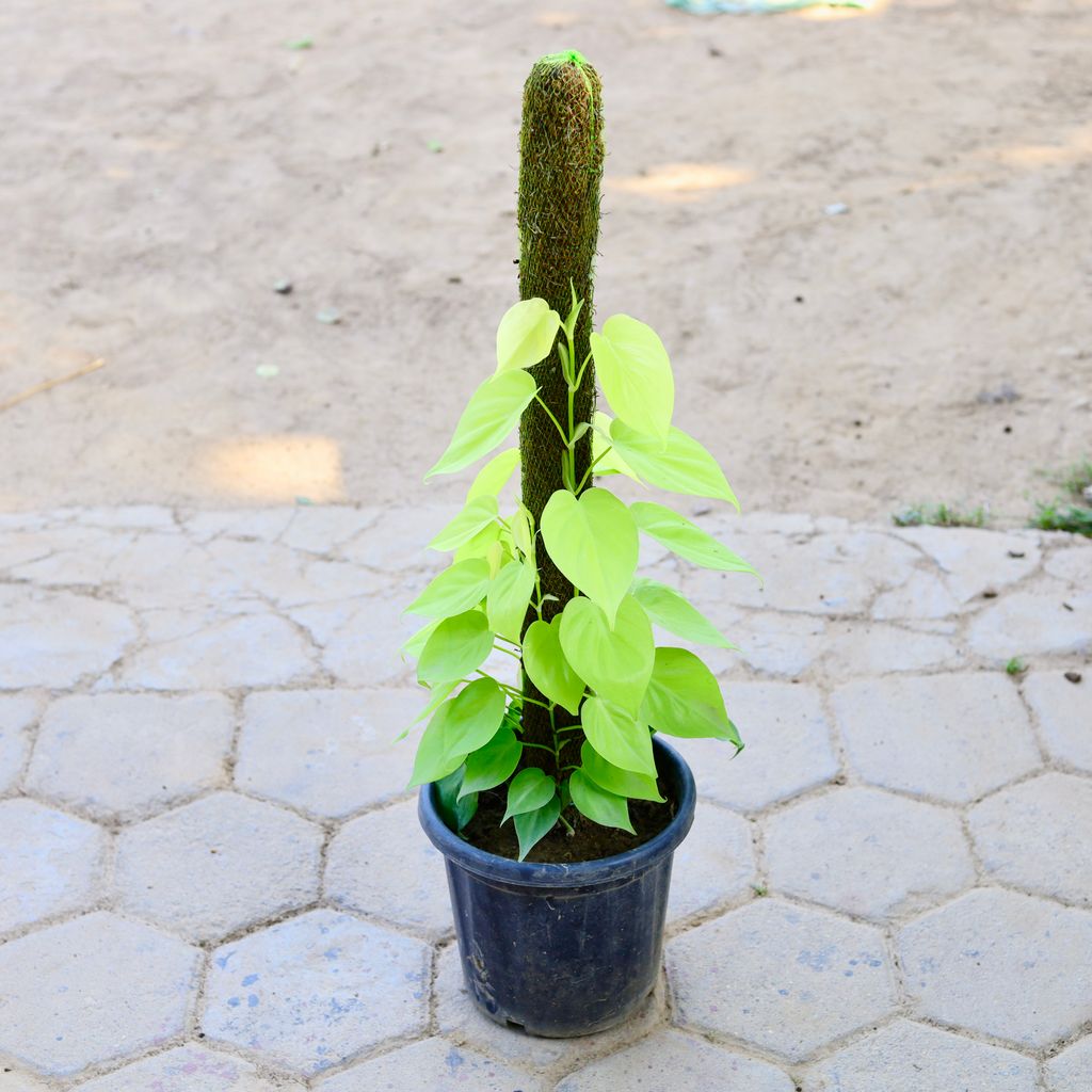 Buy Oxycardium Golden with 3 Ft Moss Stick in 10 Inch Nursery Pot Online | Urvann.com Oxycardium Golden with 3 Ft Moss Stick in 10 Inch Nursery Pot