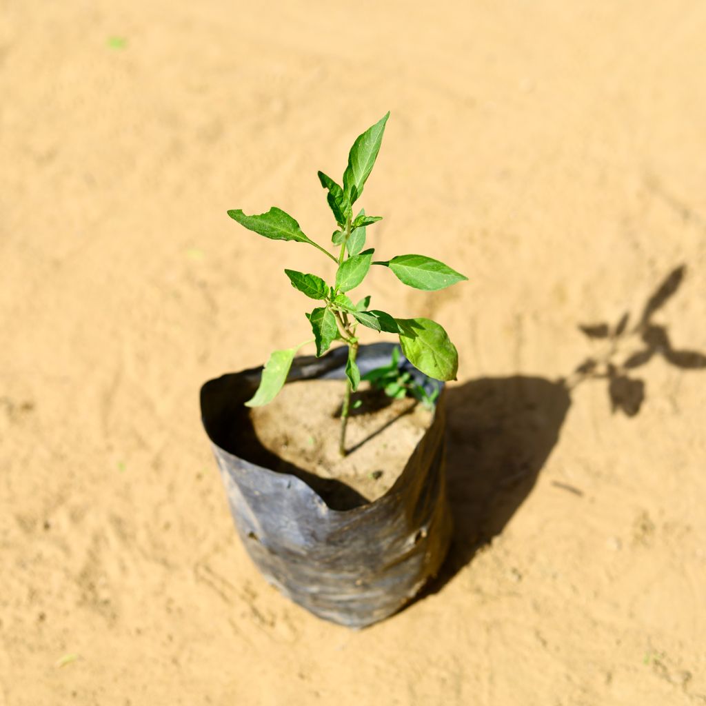 Free Next Day Delivery Mirchi / Chilli Plant in 4 Inch Nursery bag
