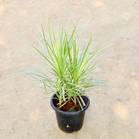 Dracaena Colorama / Marginata Golden in 8 Inch Nursery Pot