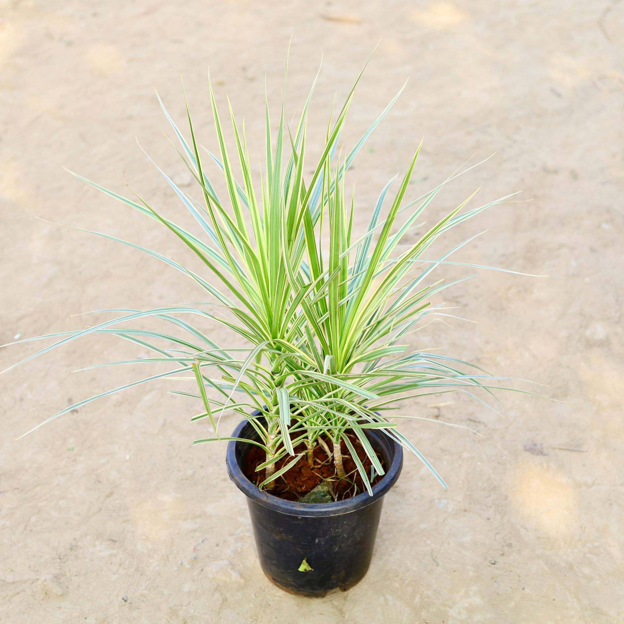 Dracaena Colorama / Marginata Golden in 8 Inch Nursery Pot