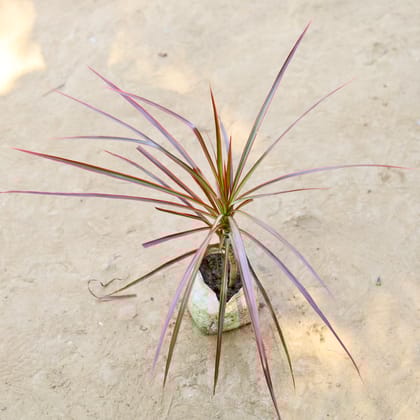 Buy Dracaena Colorama / Marginata Golden in 4 Inch Nursery bag Online | Urvann.com