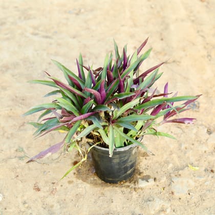 Buy Dracaena Colorama / Marginata Golden in 5 Inch Nursery Pot Online | Urvann.com