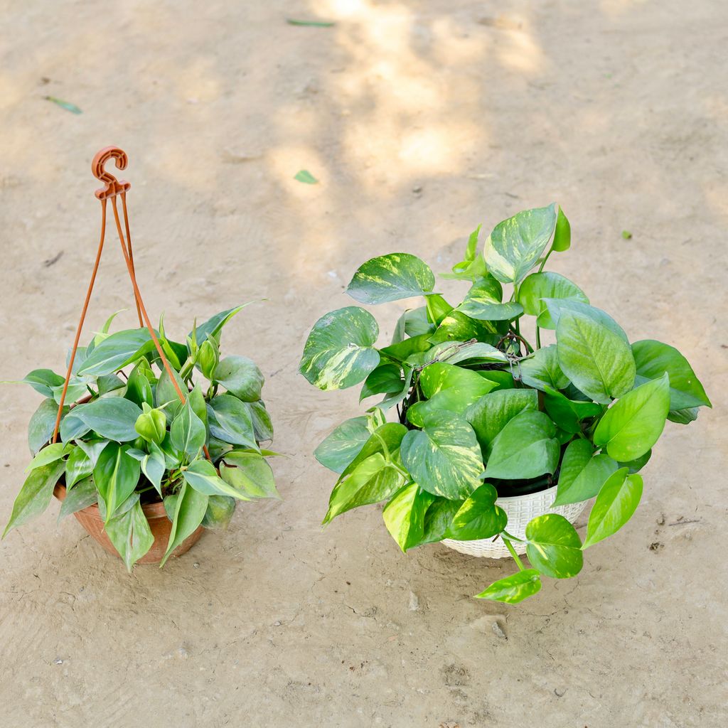 Free Next Day Delivery Set of 2 Money Plant Green & Oxycardium in 8