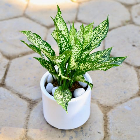 Aglaonema Snow White in 6 Inch Classy Marble White Cylindrical Fiberglass Pot