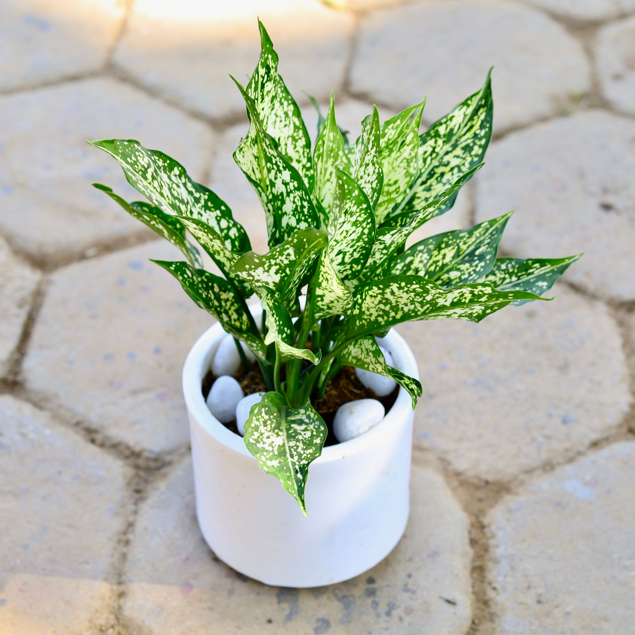 Aglaonema Snow White in 6 Inch Classy Marble White Cylindrical Fiberglass Pot