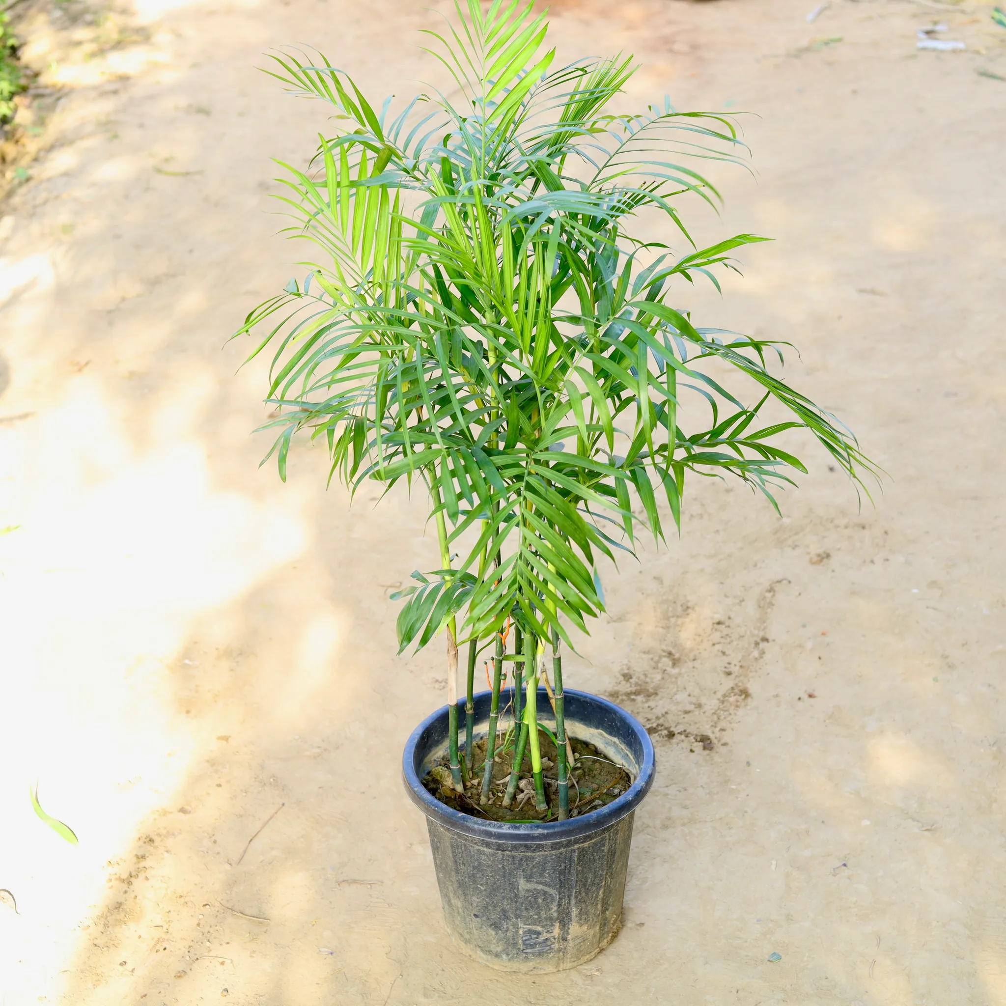 Chikotiya / Sepotia Palm in 12 Inch Nursery Pot