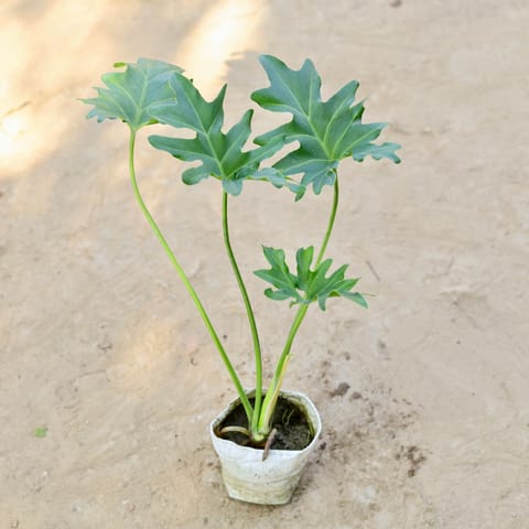 Philodendron selloum in 4 Inch Nursery bag