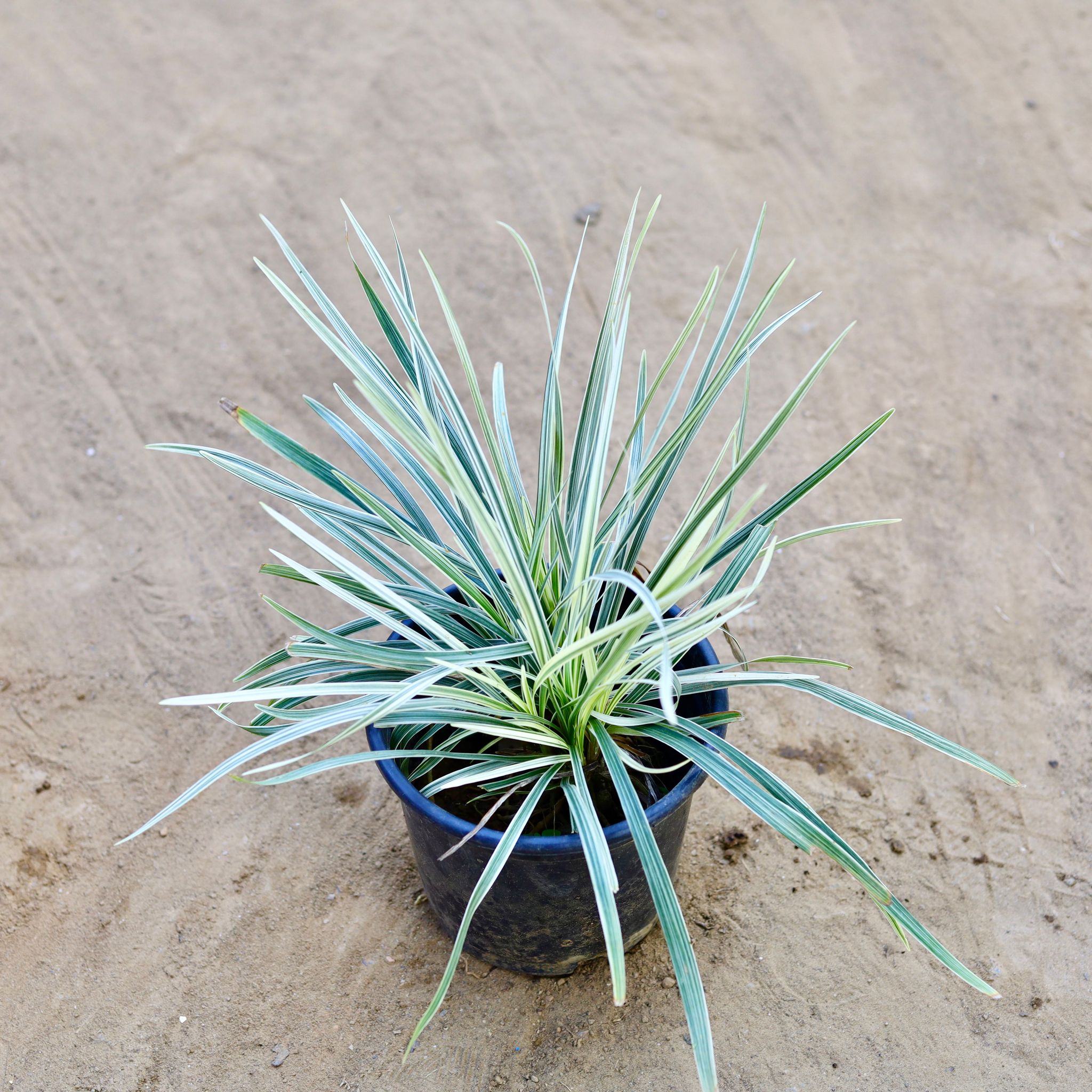 Ribbon Grass Variegated in 6 Inch Nursery Pot
