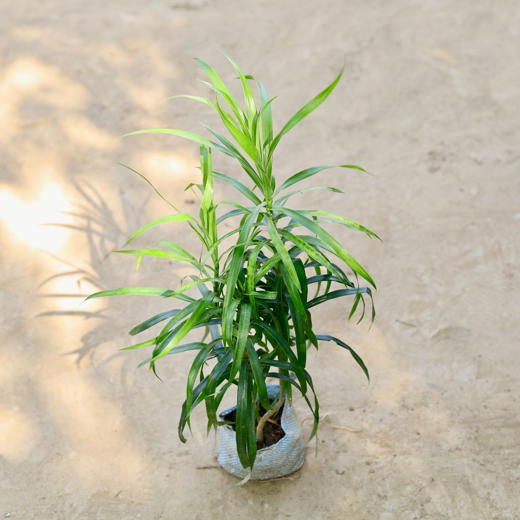 Dracaena Reflexa in 4 Inch Nursery bag
