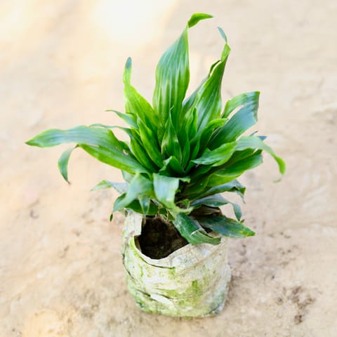 Dracaena Compacta in 4 Inch Nursery bag
