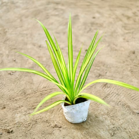 Pandanus / Screw Pine in 4 Inch Nursery bag