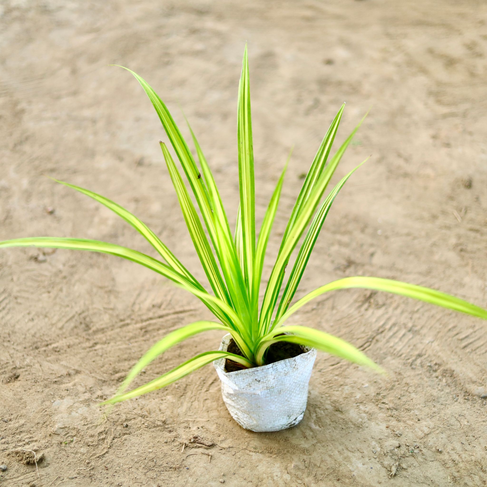 Pandanus / Screw Pine in 4 Inch Nursery bag