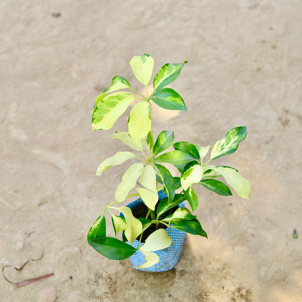 Buy Schefflera Variegated in 4 Inch Nursery bag Online | Urvann.com Schefflera Variegated in 4 Inch Nursery bag