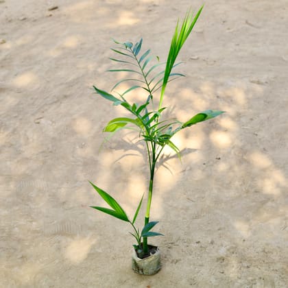 Buy Chikotiya / Sepotia Palm in 4 Inch Nursery bag Online | Urvann.com