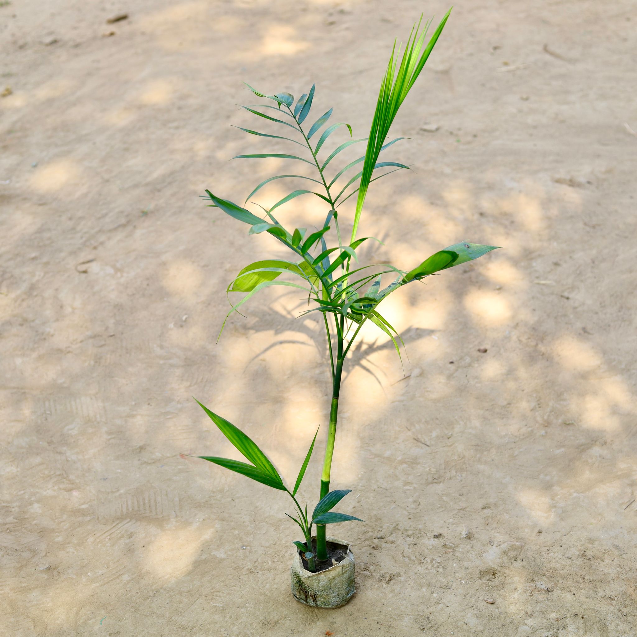 Chikotiya / Sepotia Palm in 4 Inch Nursery bag