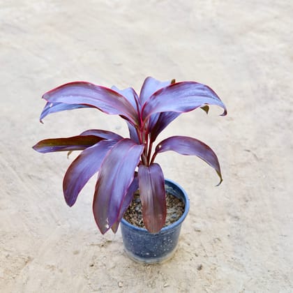 Buy Dracaena Rosea in 6 Inch Nursery Pot Online | Urvann.com