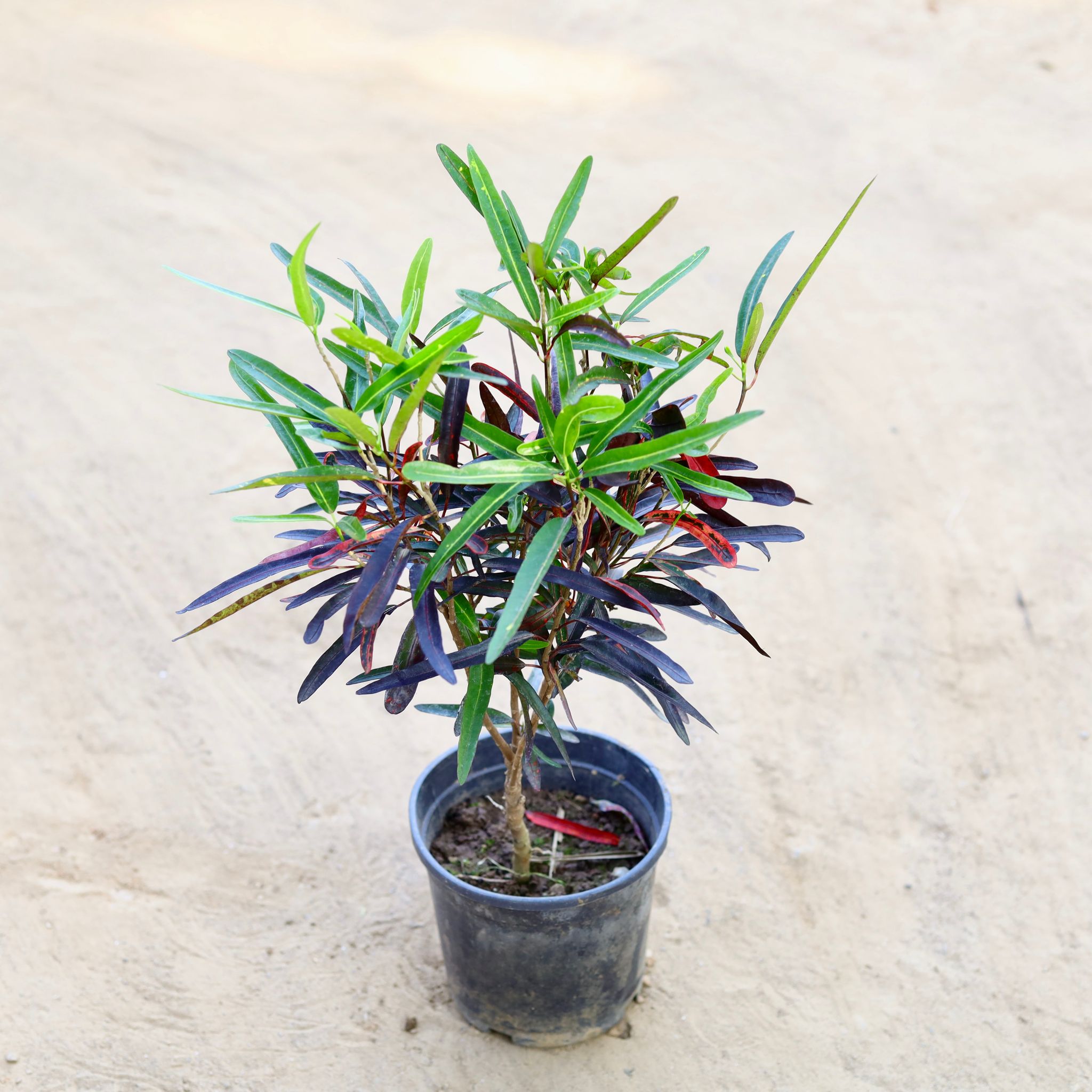 Croton Black in 6 Inch Nursery Pot