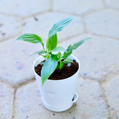Peace Lily Seedling in 4 Inch White Florence Self Watering Pot