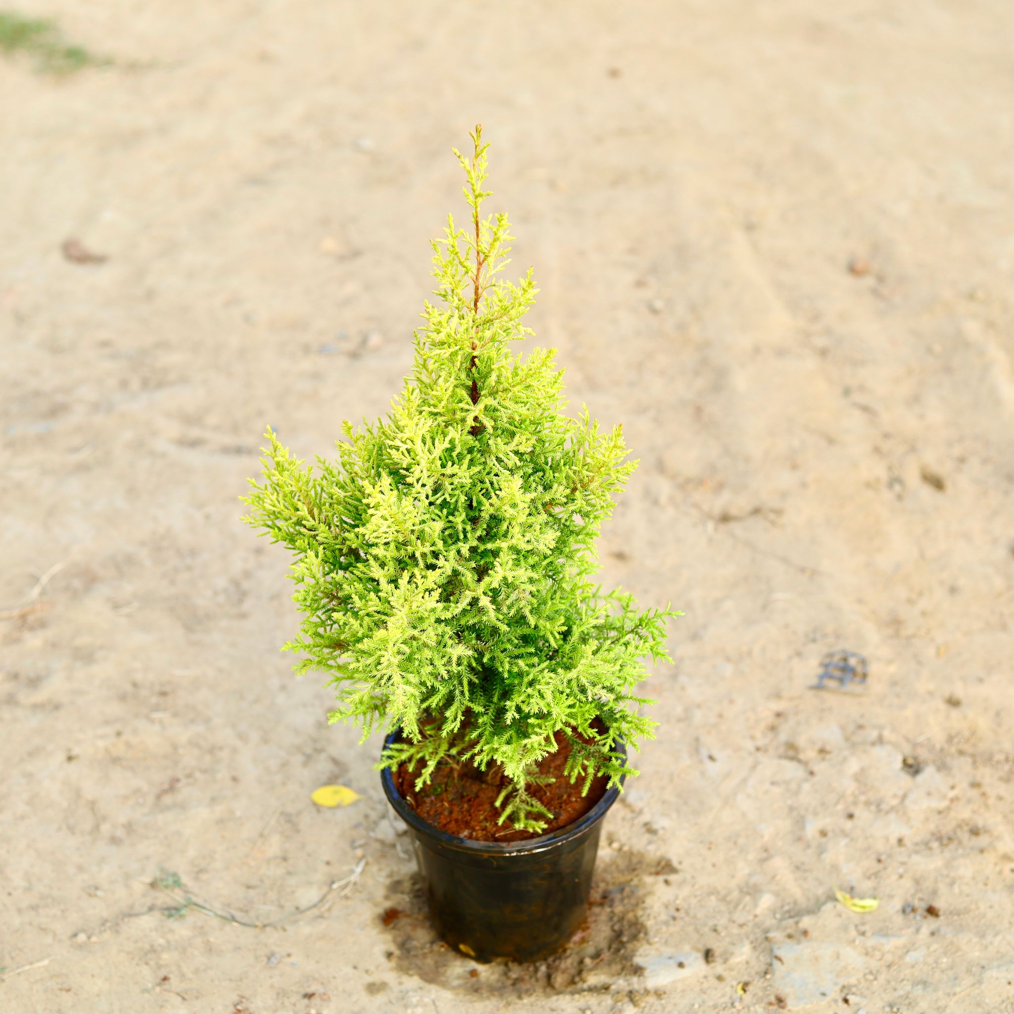 Cypress Golden in 6 Inch Nursery Pot
