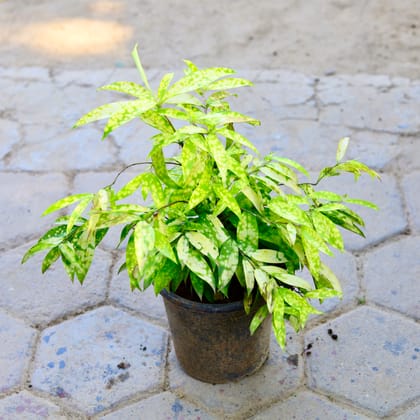 Buy Dracaena Milky in 8 Inch Nursery Pot Online | Urvann.com