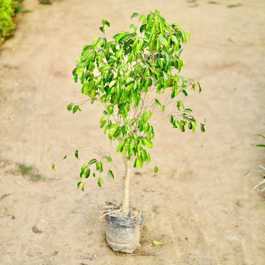 Buy Ficus Benjamina (~3 Ft) in 10 Inch Nursery bag Online | Urvann.com Ficus Benjamina (~3 Ft) in 10 Inch Nursery bag