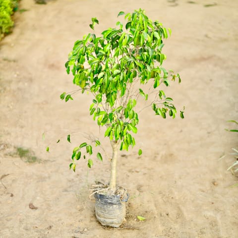 Ficus Benjamina (~3 Ft) in 10 Inch Nursery bag