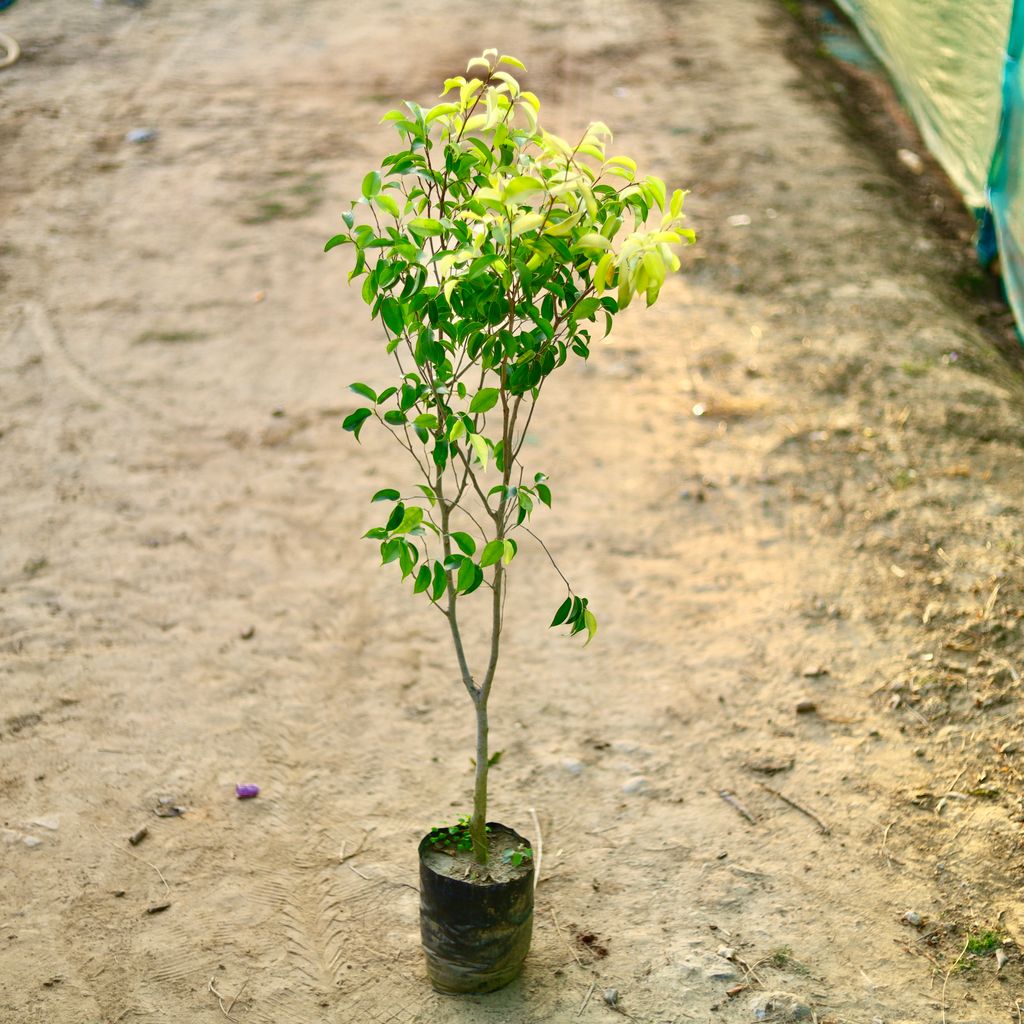 Buy Ficus Reginold in 10 Inch Nursery bag Online | Urvann.com Ficus Reginold in 10 Inch Nursery bag