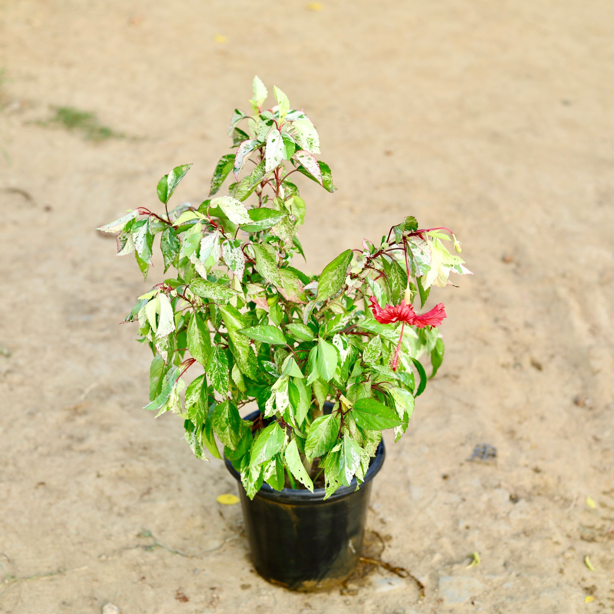 Hibiscus / Gudhal Variegated (Any Colour) in 8 Inch Nursery Pot