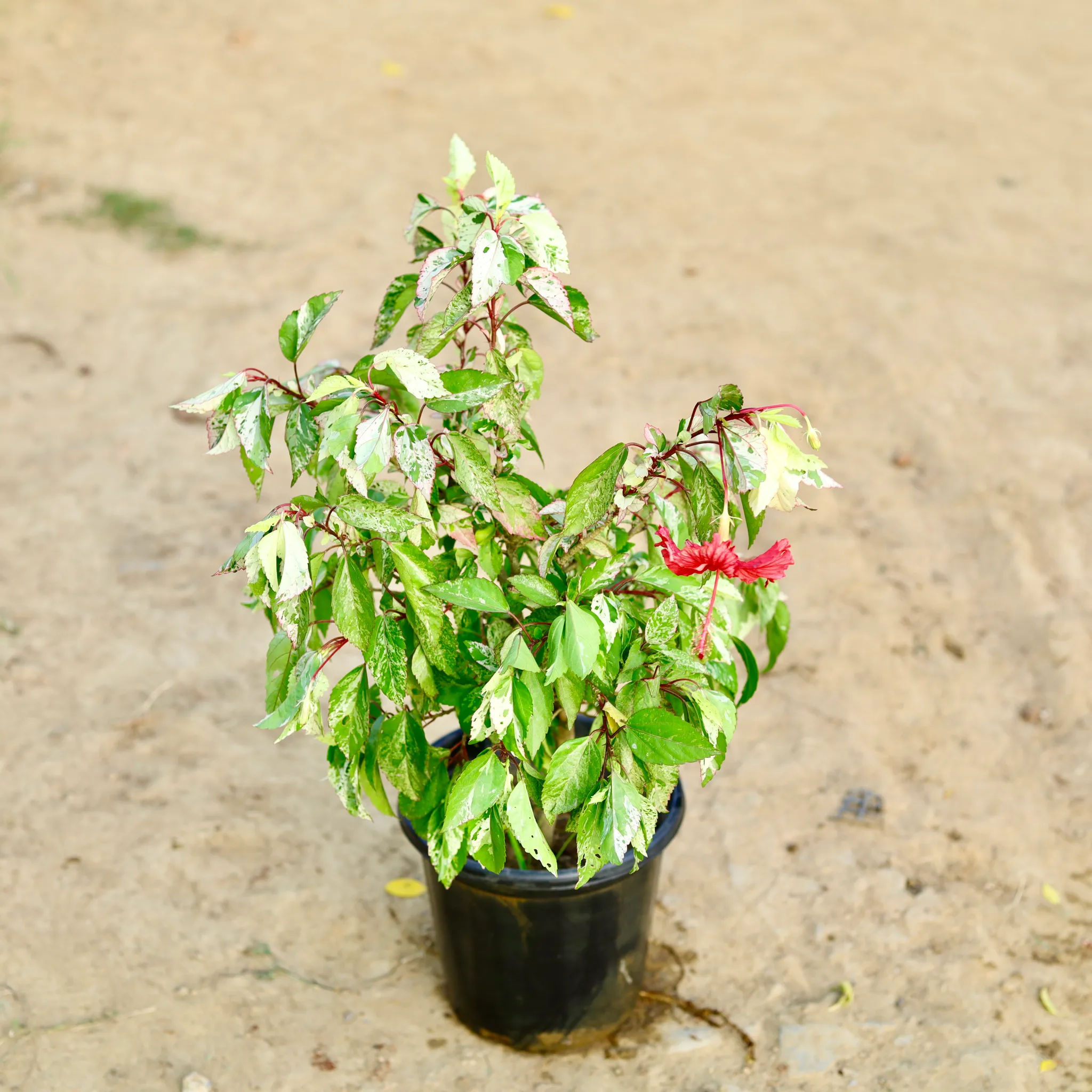Hibiscus / Gudhal Variegated (Any Colour) in 8 Inch Nursery Pot