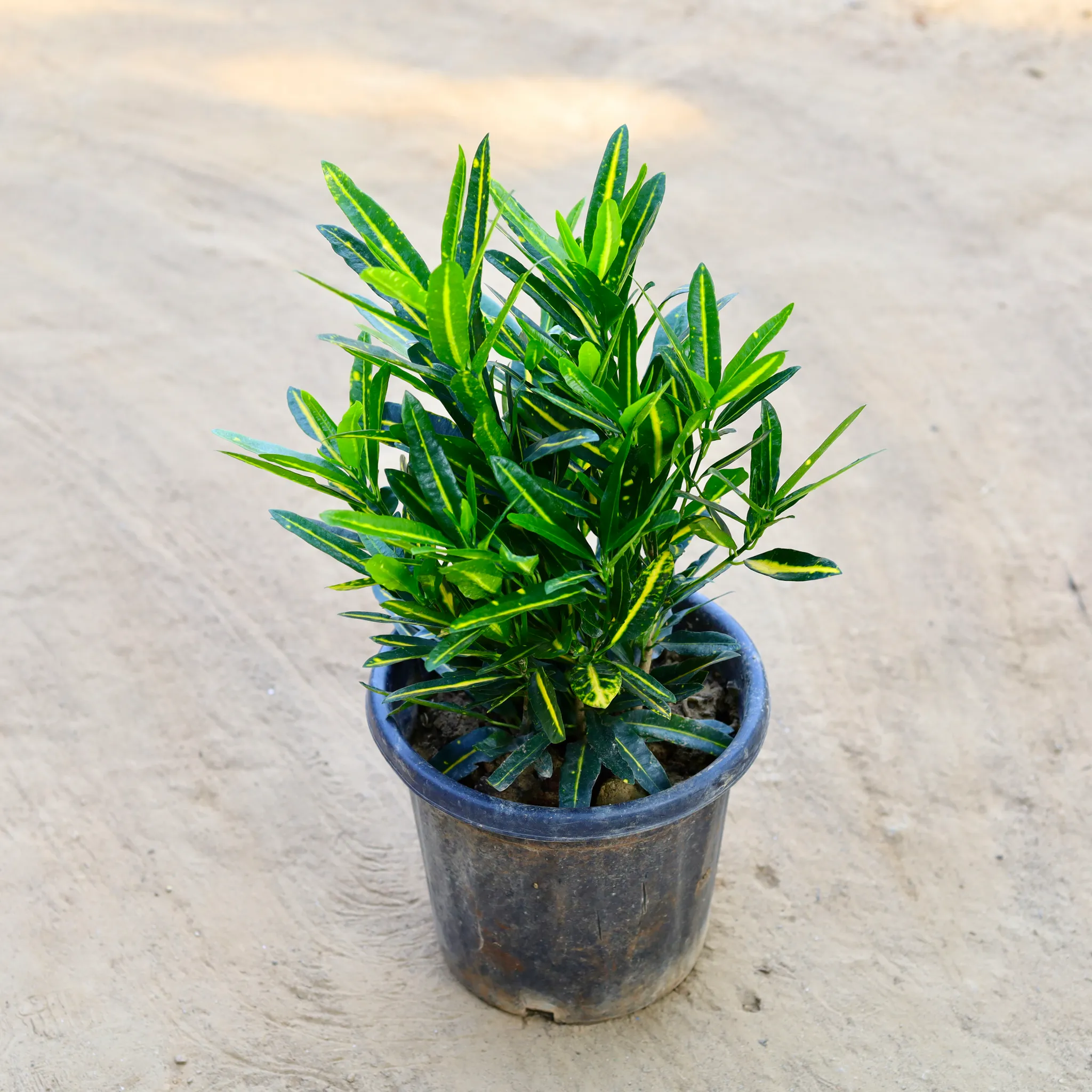 Croton Sunny Star in 8 Inch Nursery Pot