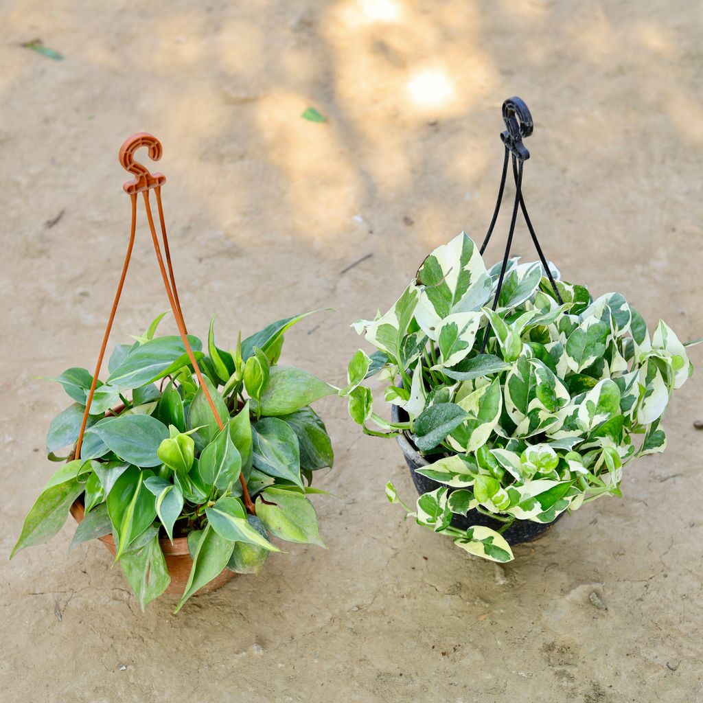 Free Next Day Delivery Set of 2 Money Plant N'joy & Philodendron