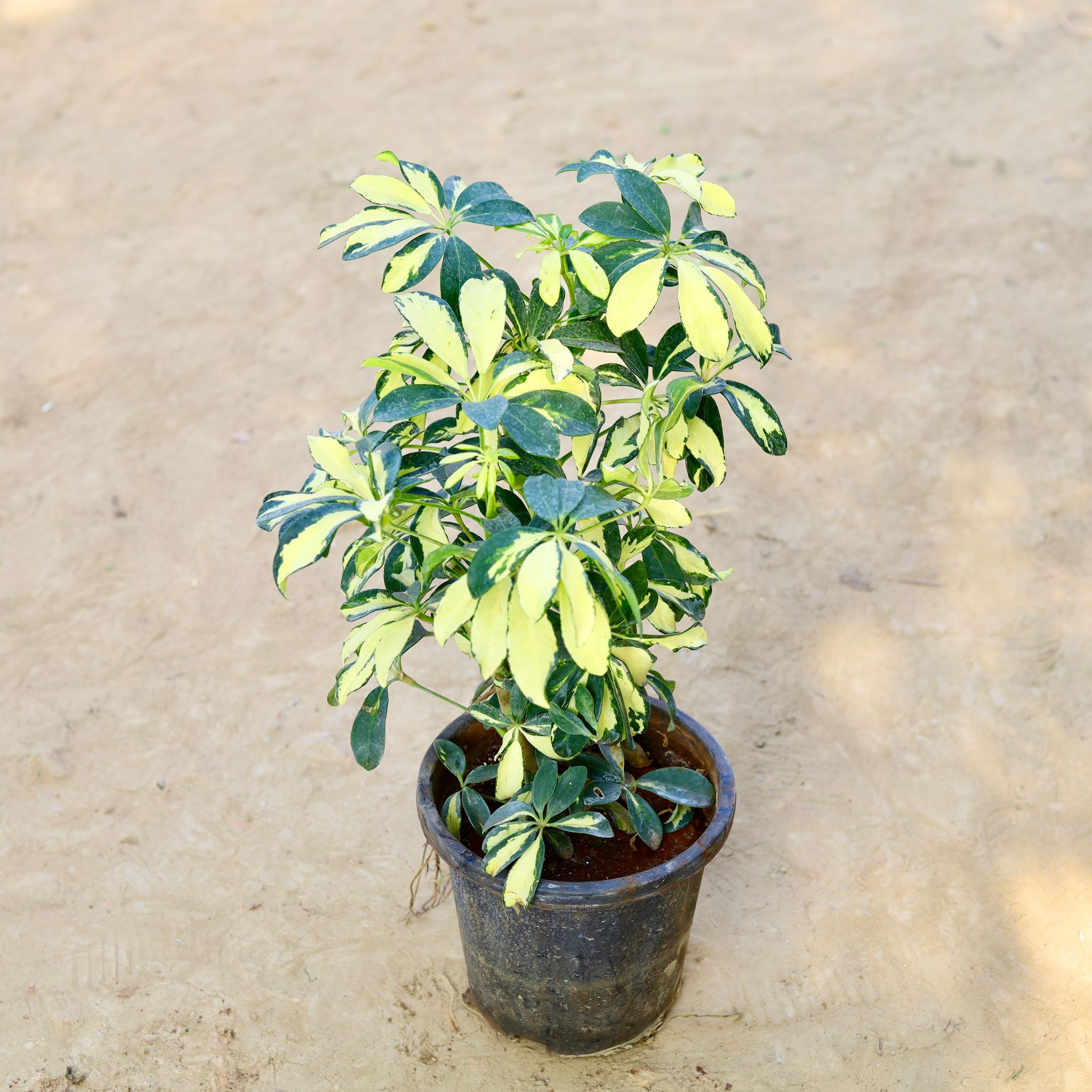 Schefflera Variegated in 8 Inch Nursery Pot