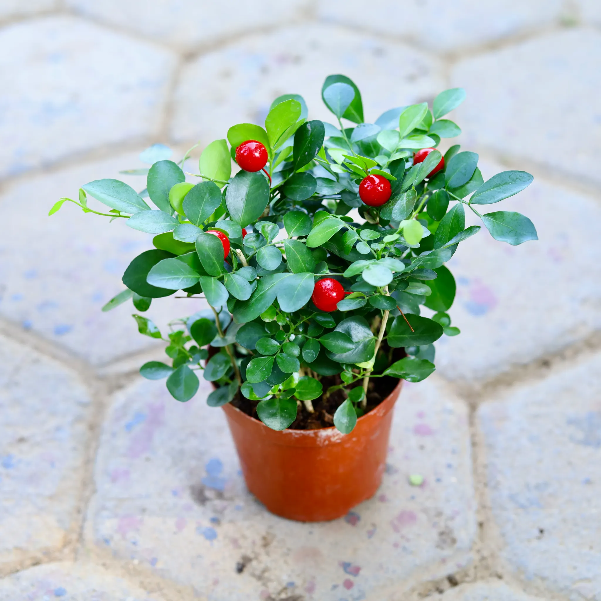 Madhu Kamini White in 4 Inch Nursery Pot