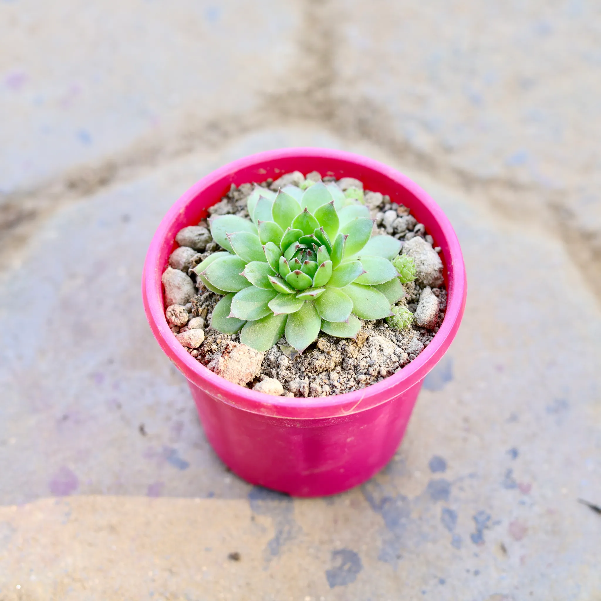 Laxmi Kamal Succulent in 4 Inch Nursery Pot