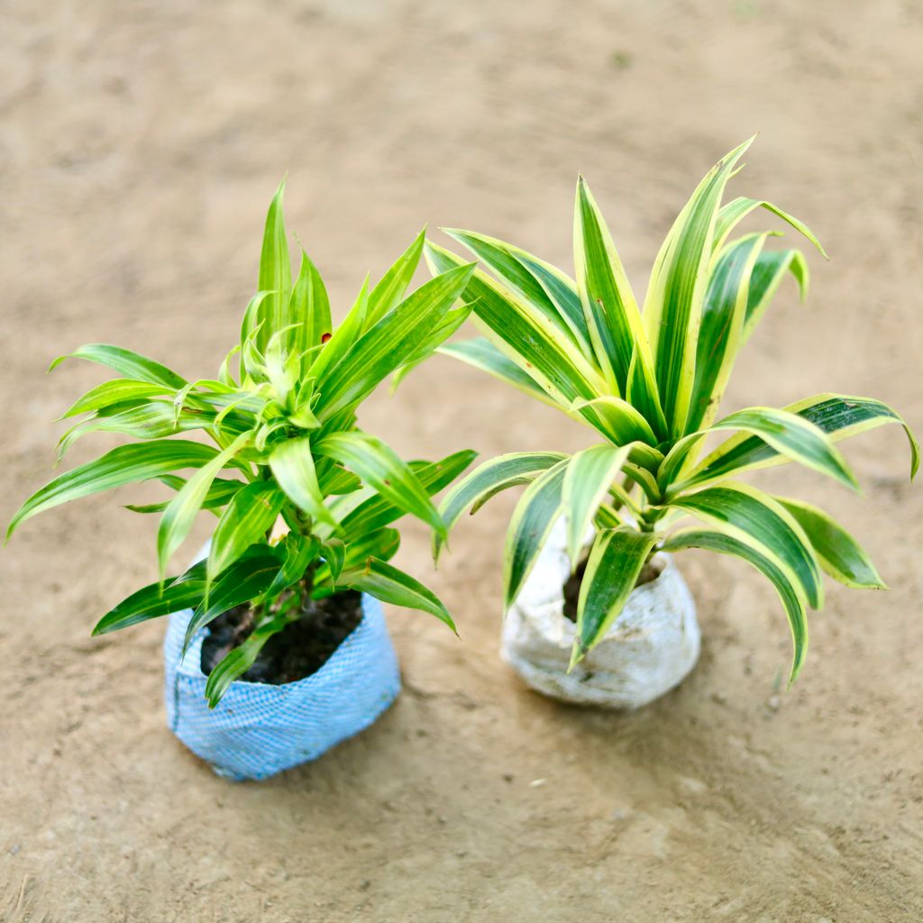 Set of 2 - Dracaena Messenger & Song of India in 4 Inch Nursery Bag
