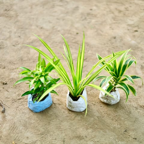 Set of 3 - Dracaena Messenger, Spider & Song of India in 4 Inch Nursery Bag