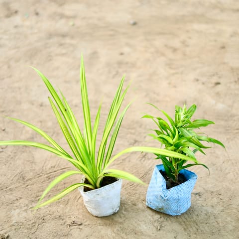 Set of 2 - Dracaena Messenger & Spider Plant in 4 Inch Nursery Bag