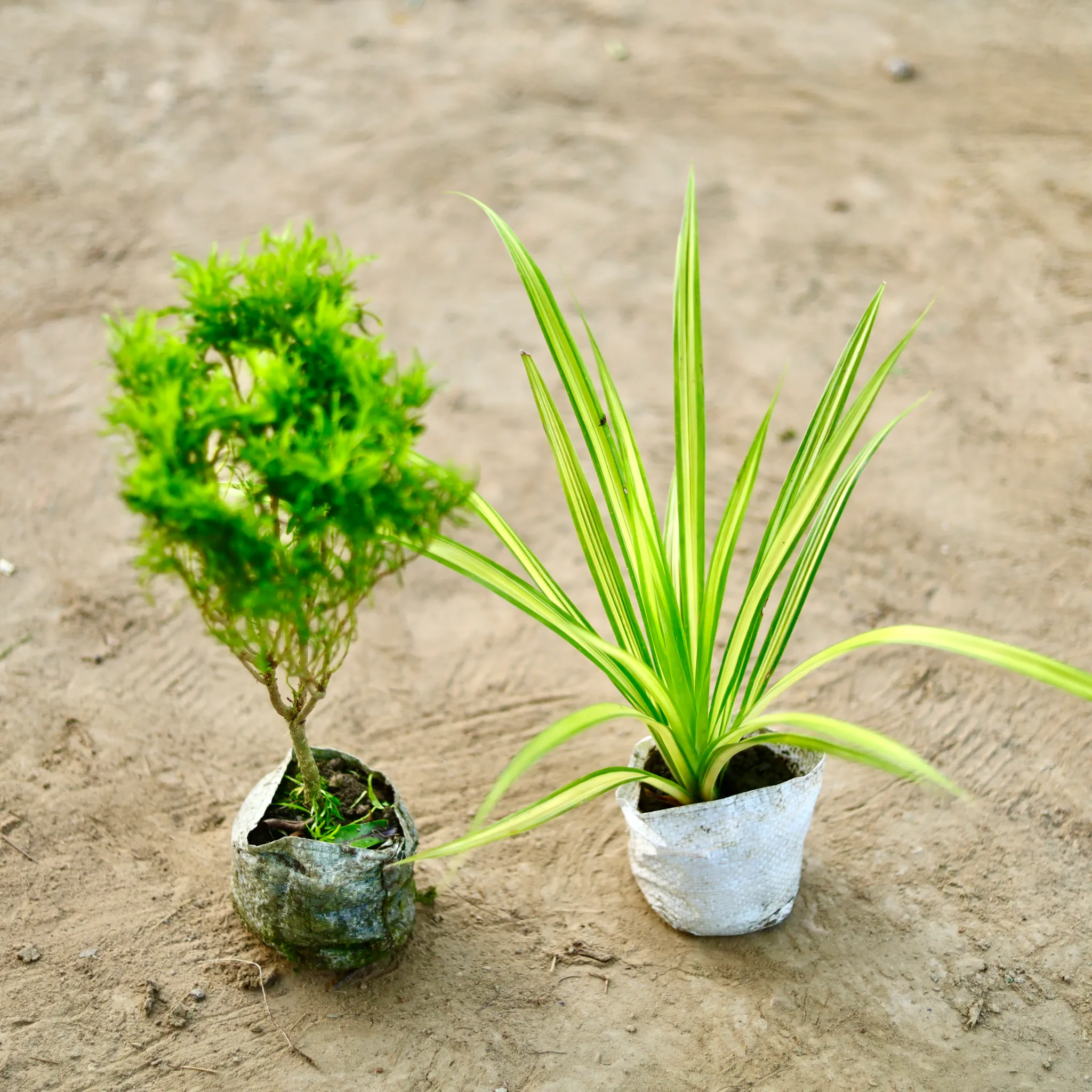 Set of 2 - Pandanus & Aralis Green in 4 Inch Nursery Bag