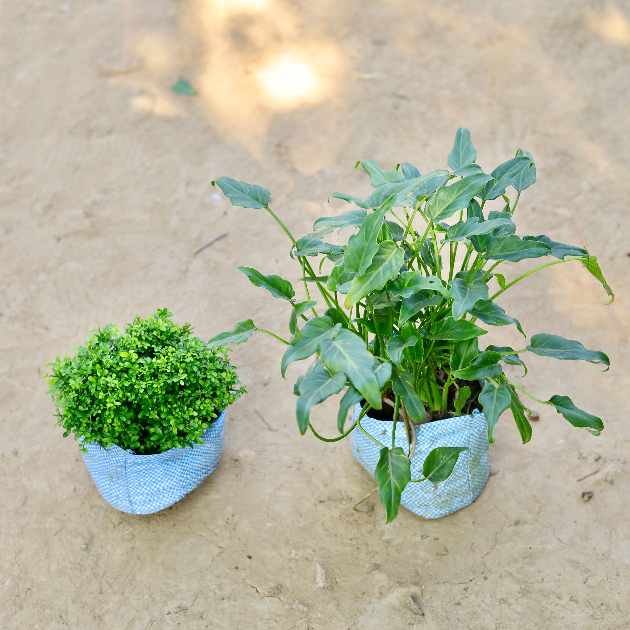Set of 2 - Table Kamini & Xanadu Green in 8 Inch Nursery Bag